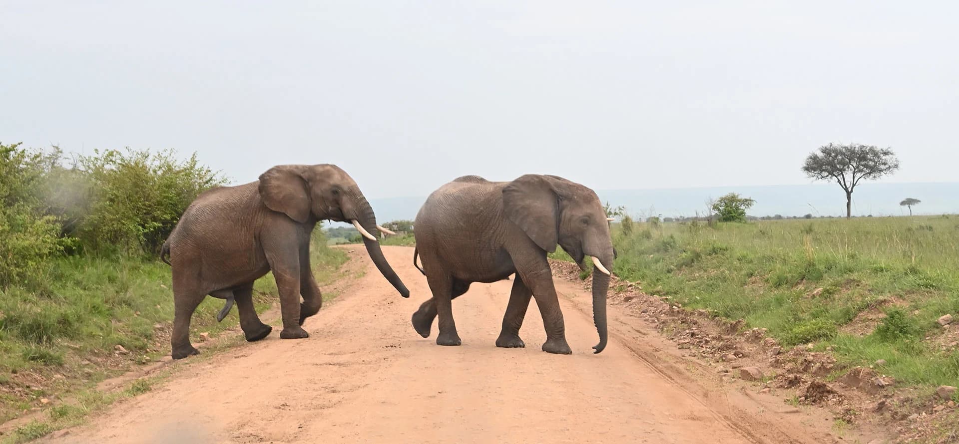 Two elephants crossing a red-earth game-drive track, acacia trees on the horizon