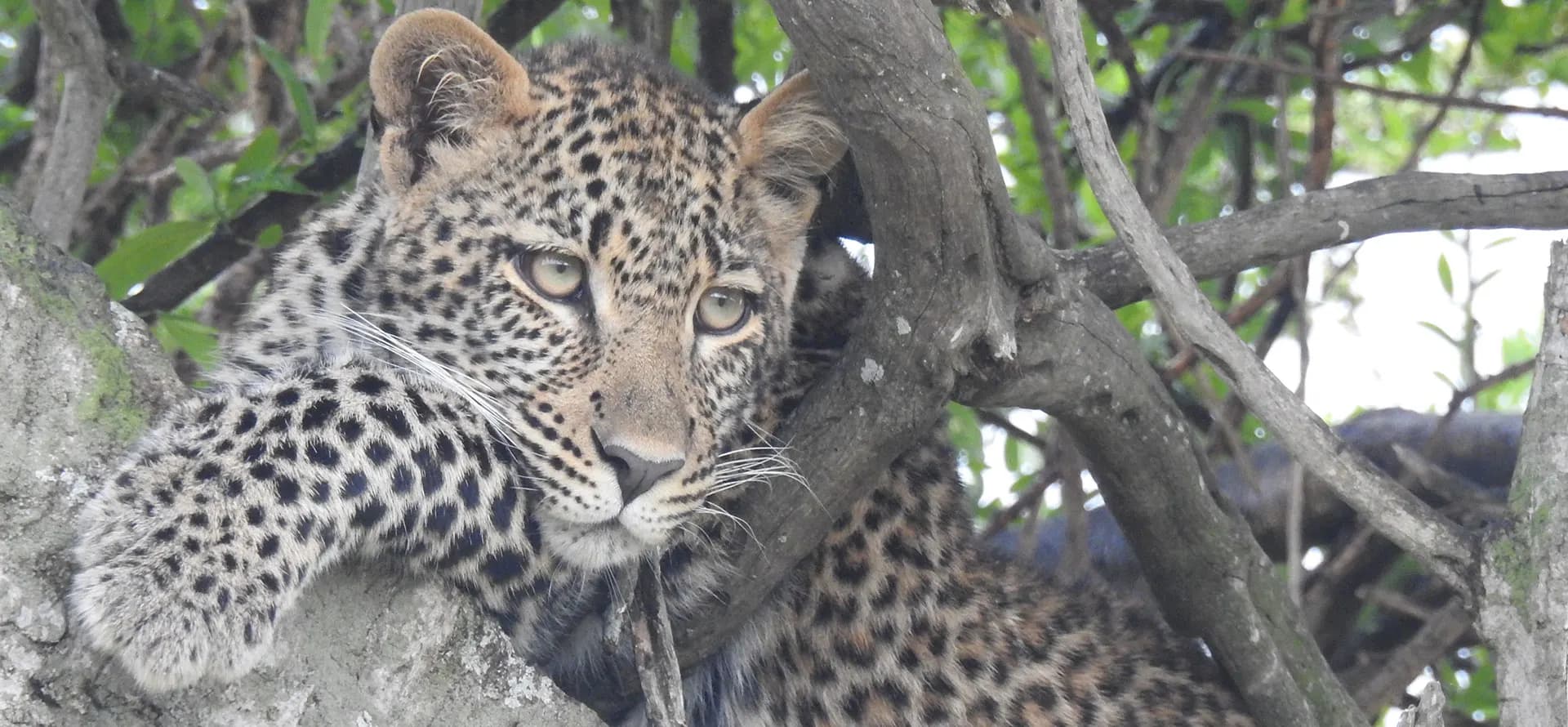 Leopard resting in the fork of a tree, looking out from the branches