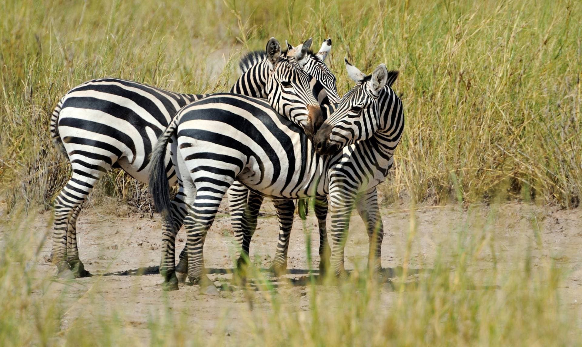 Three zebras nuzzling one another on the open plains